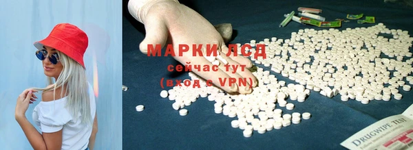 хмурый Аркадак