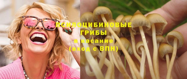 хмурый Аркадак